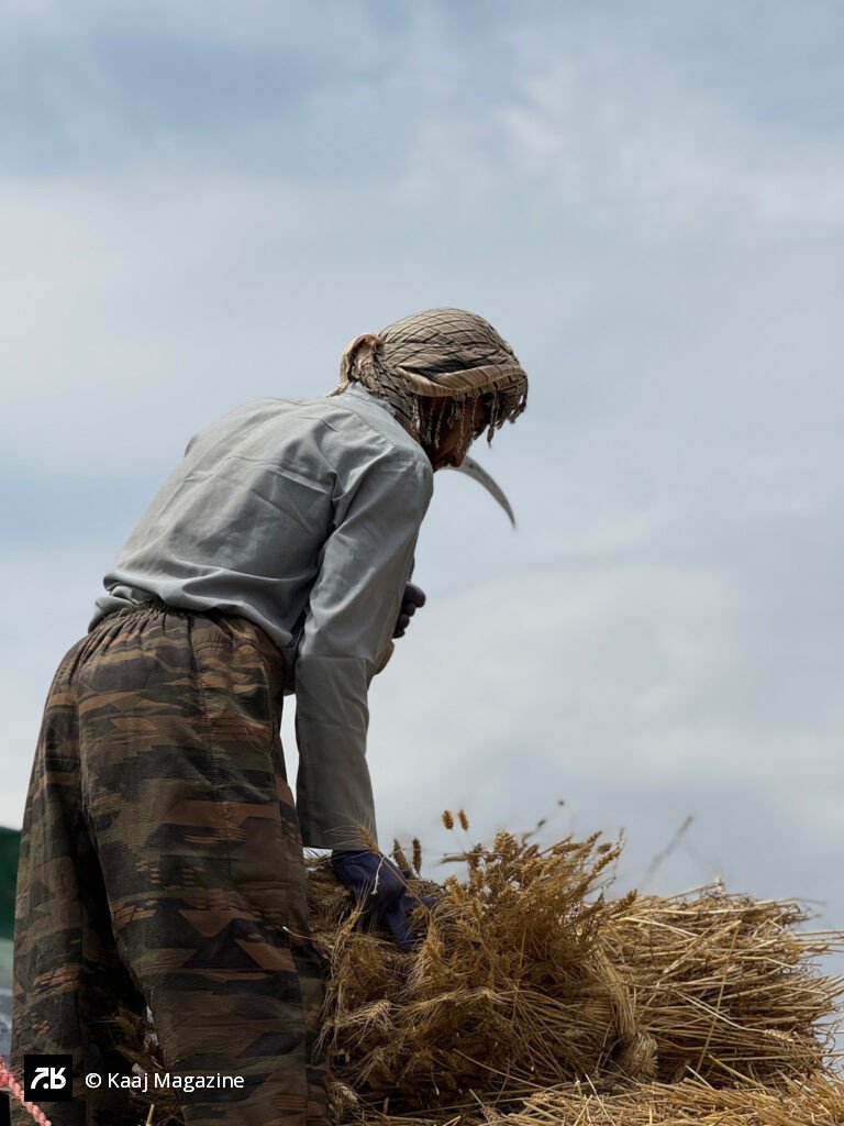 Farmer harvesting wheat with a sickle
